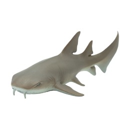 Усатая акула-нянька