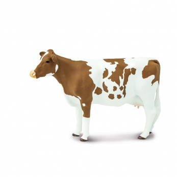 Корова Айрширской породы