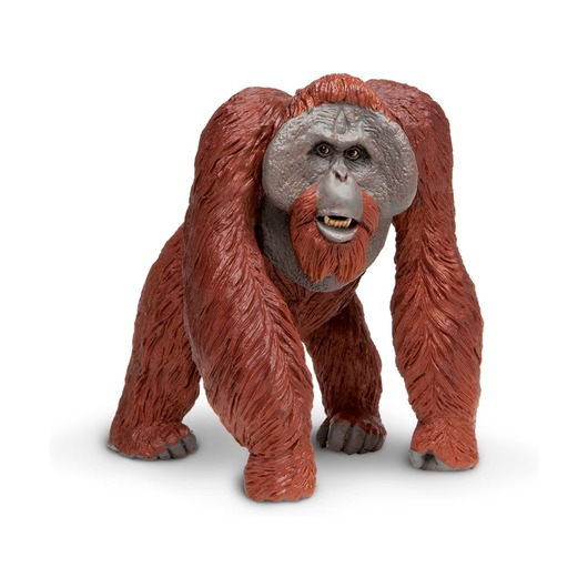 Калимантанский орангутан XL