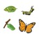 Набор Жизненный цикл бабочки монарх