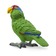 Попугай Зеленощекий амазон