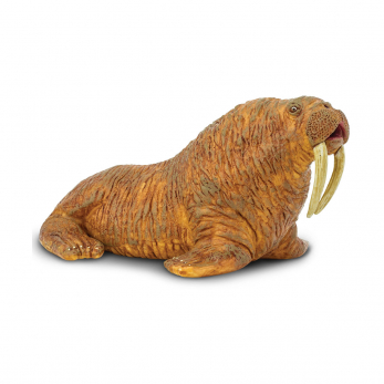Морж