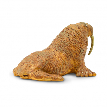 Морж