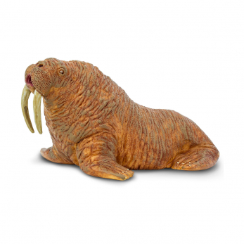 Морж