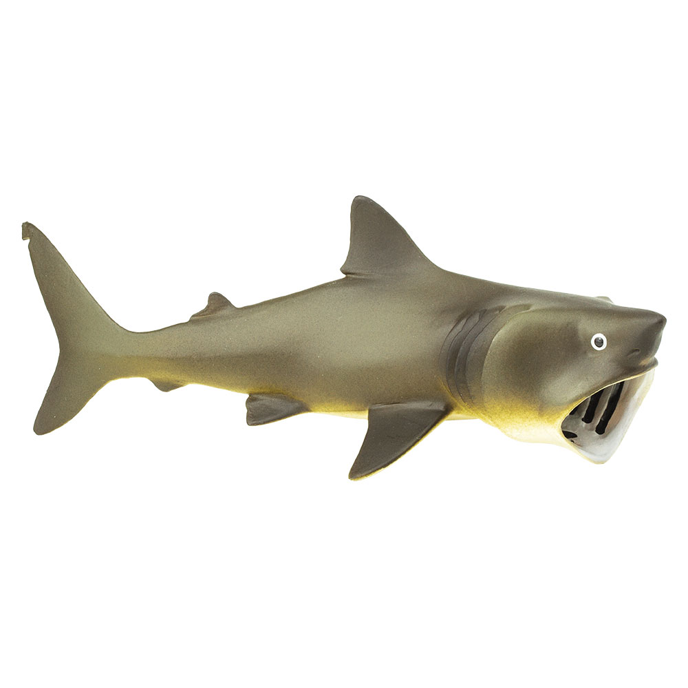 Гигантская акула (Cetorhinus maximus)