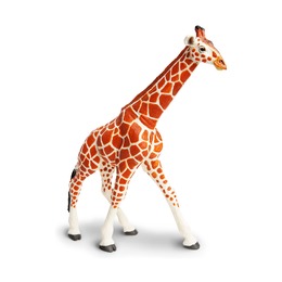 Сетчатый жираф, XL