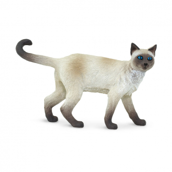 Сиамская кошка