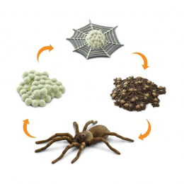 Набор Жизненный цикл паука