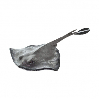 Морской кот