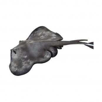 Морской кот